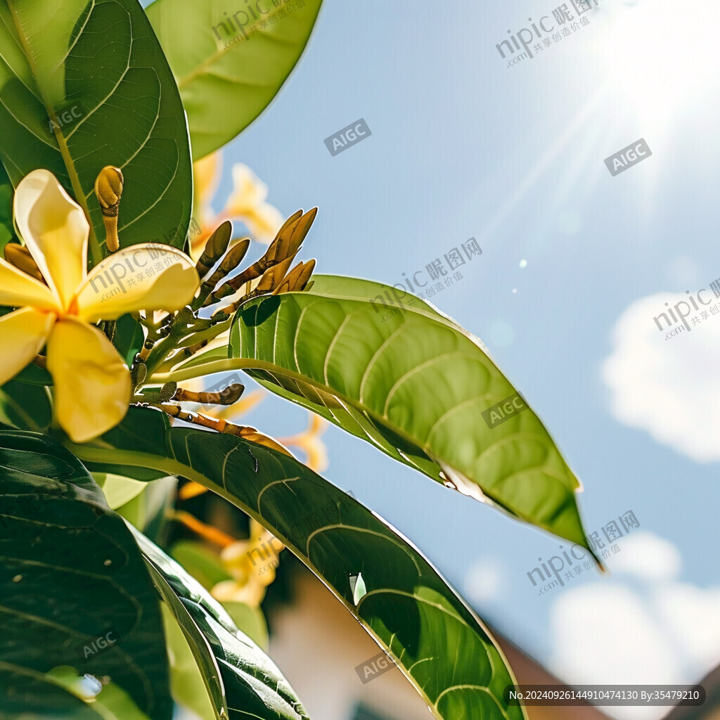 陽光與桂花