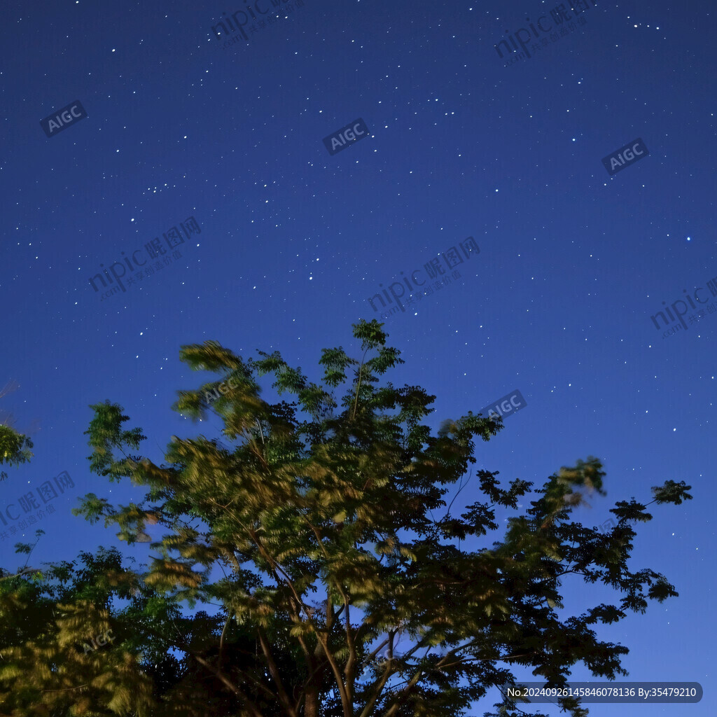 樹影星空