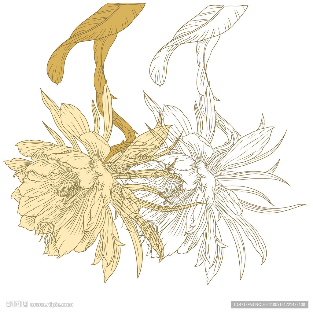 曇花 花紋 線稿