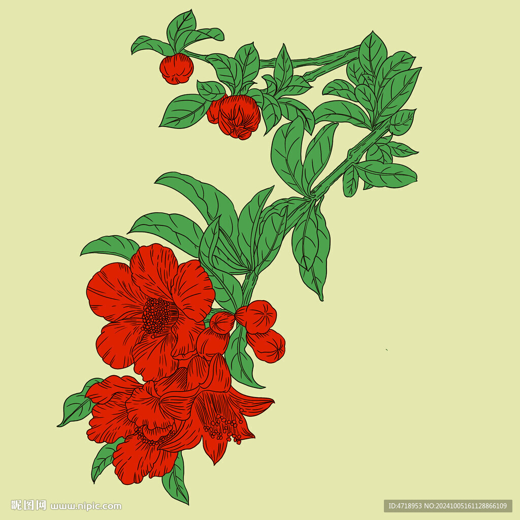 石榴花 線稿  線描