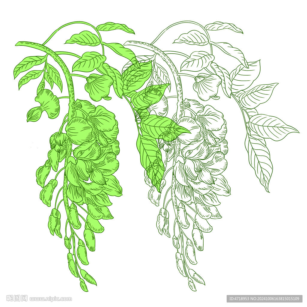 紫藤花線稿