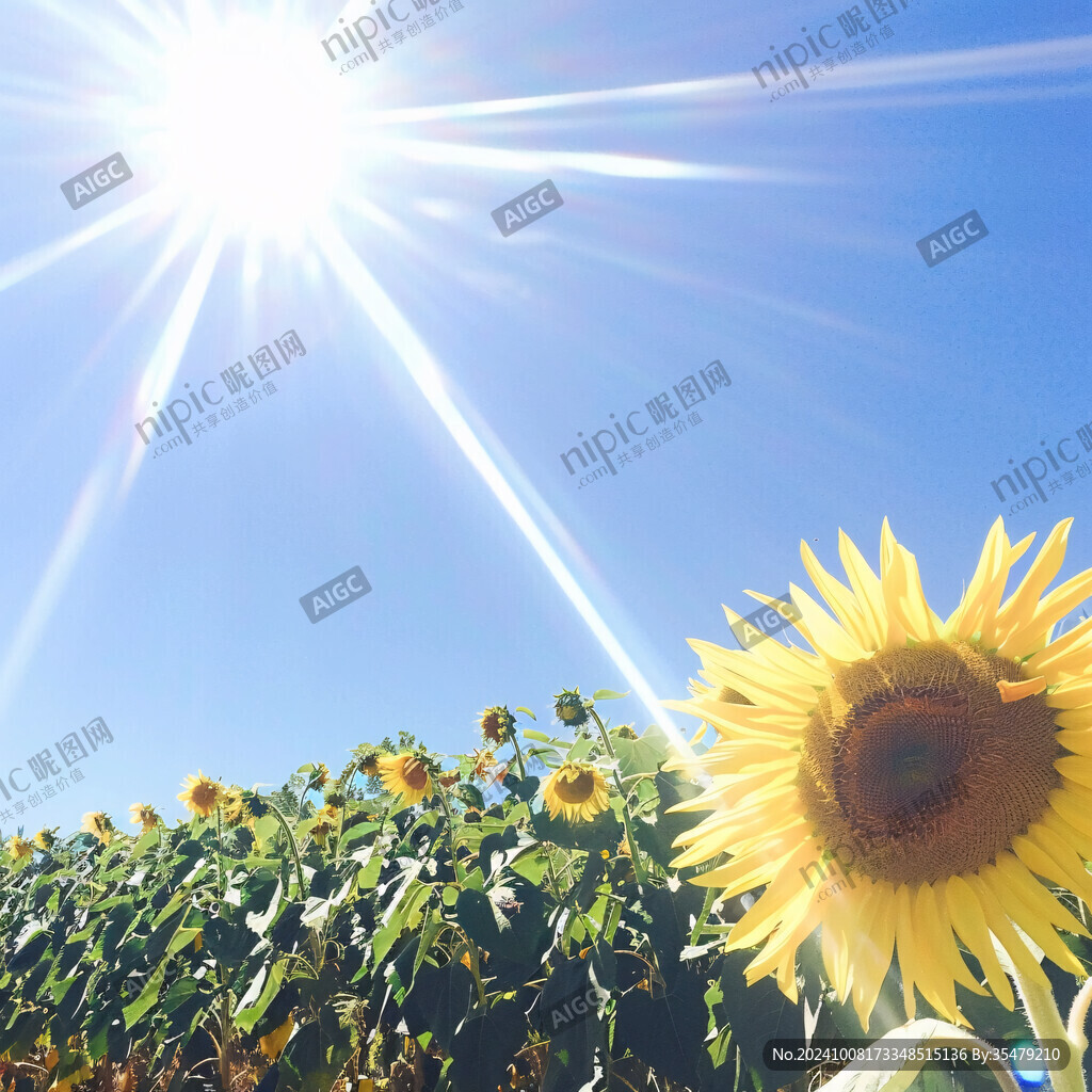 向日葵與驕陽