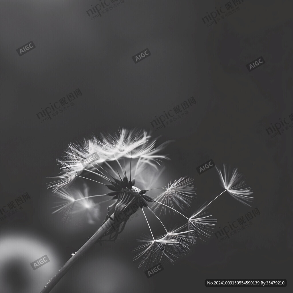 蒲公英的溫柔