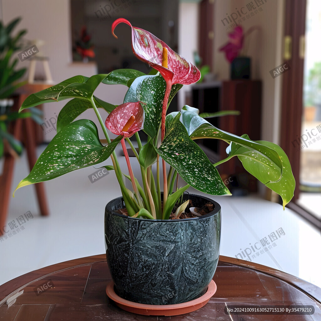 盆栽花卉紅掌