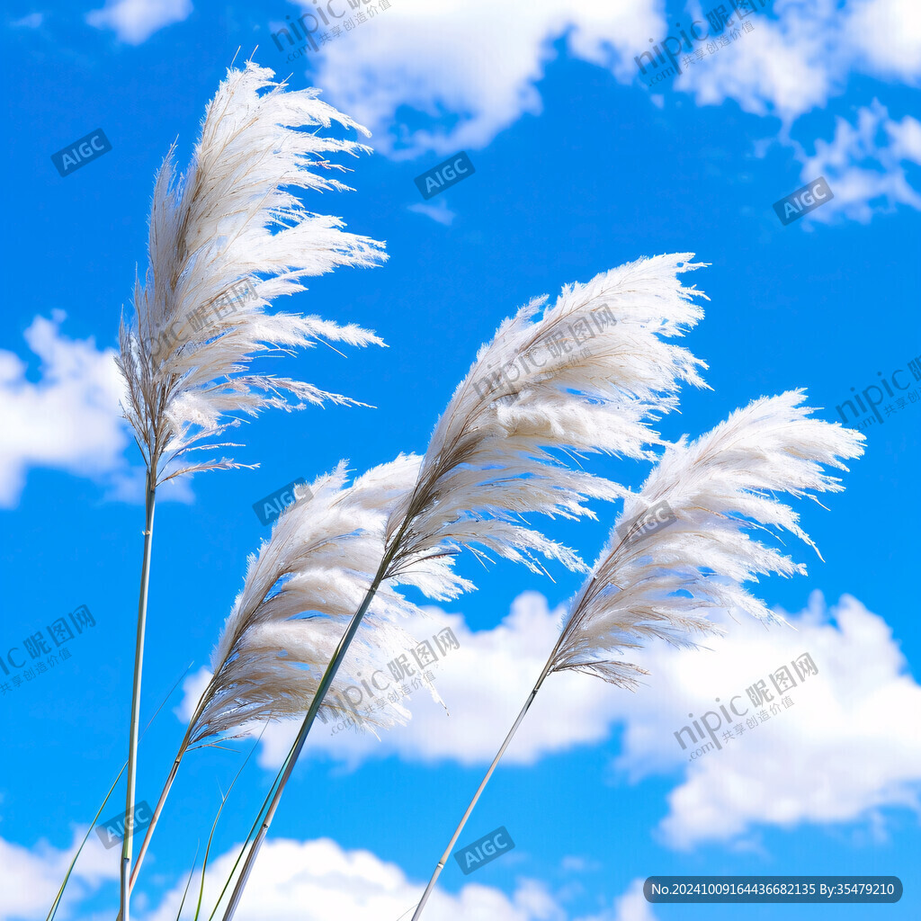 隨風(fēng)飄動(dòng)的干枯蘆葦花