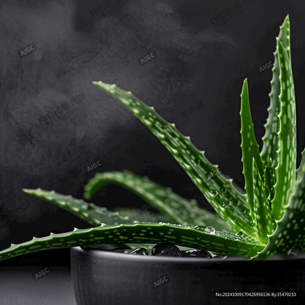 蘆薈鮮葉片素材