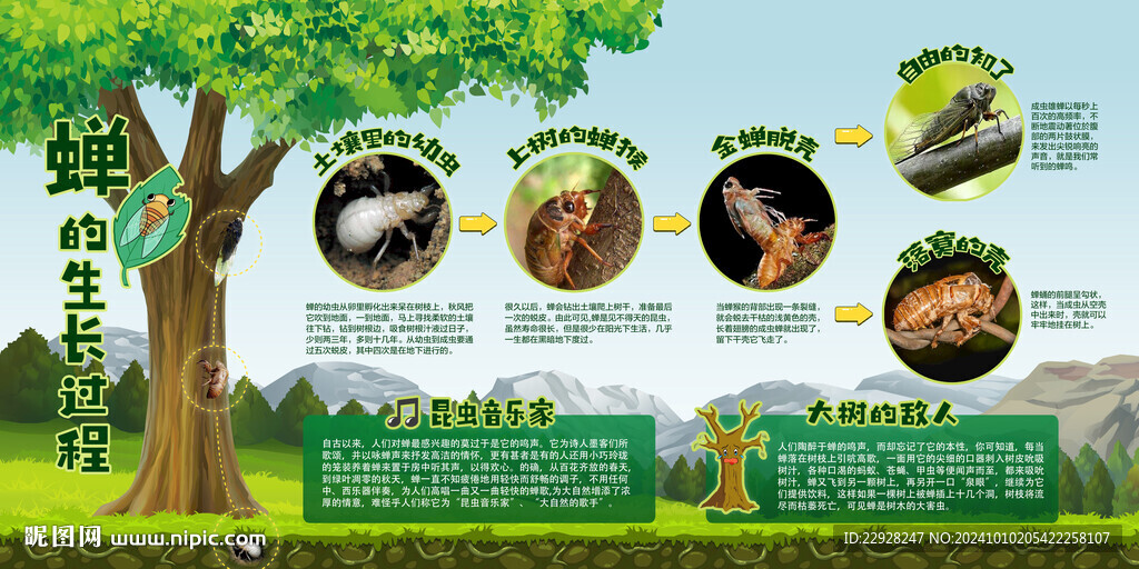 昆蟲變形記之蟬