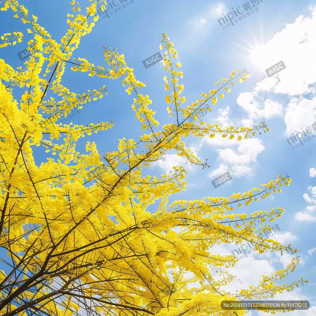 黃花風鈴藍天白云黃花