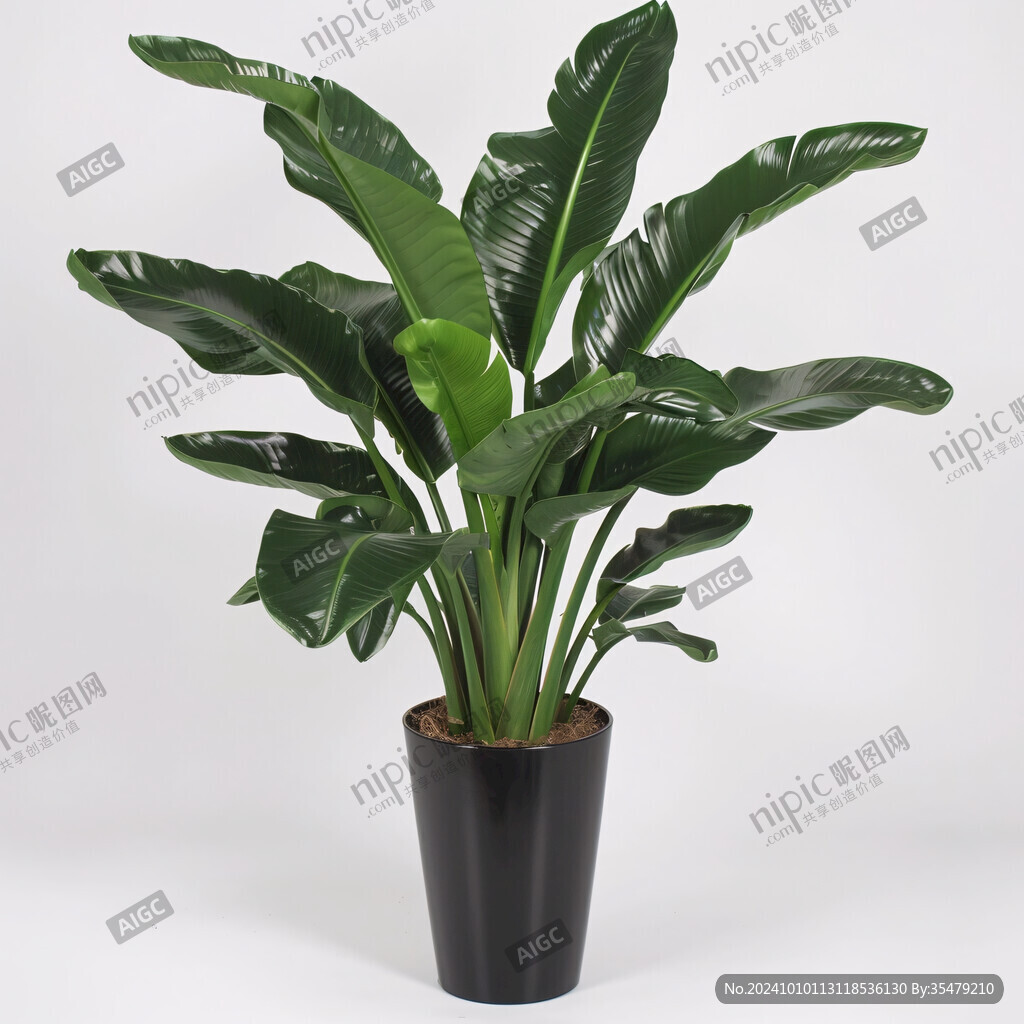 芭蕉樹素材