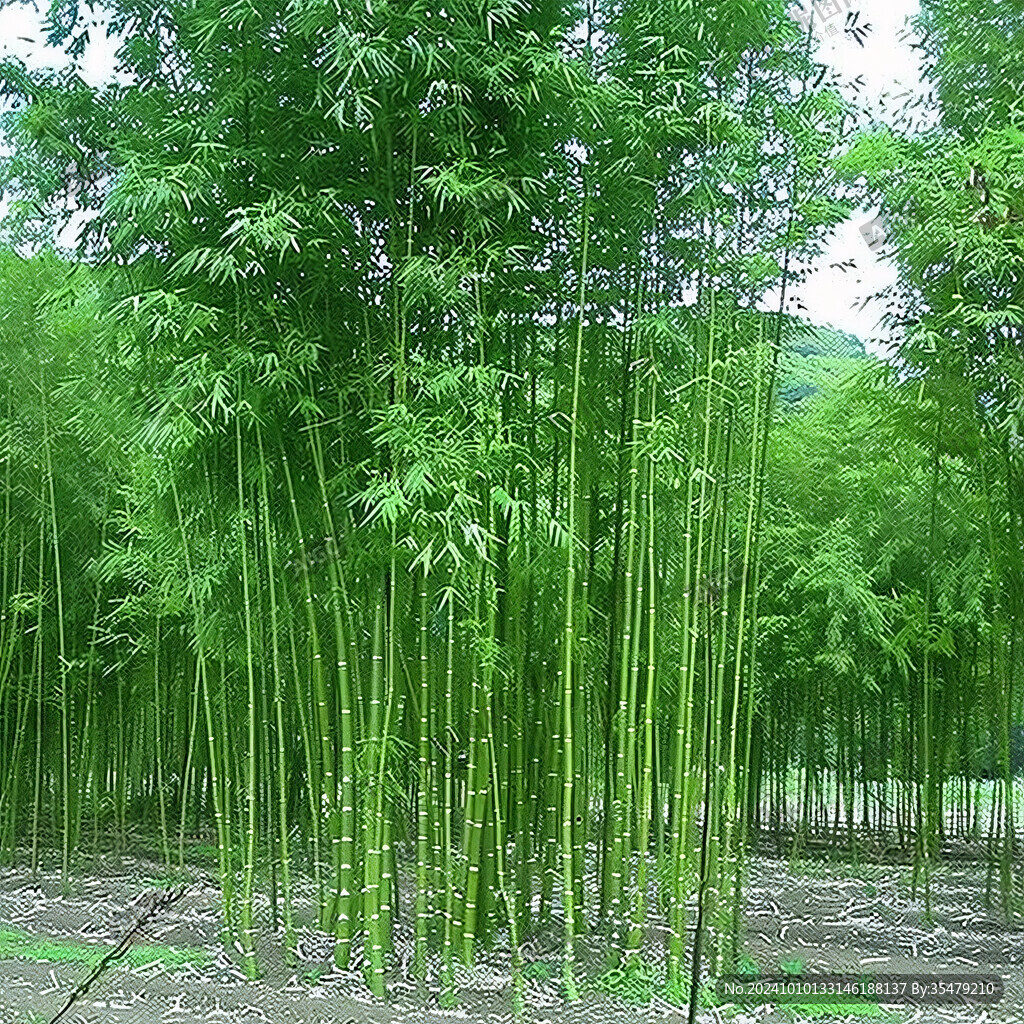 竹子品種圖片素材