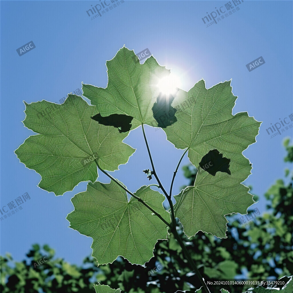 懸鈴木樹葉逆光照