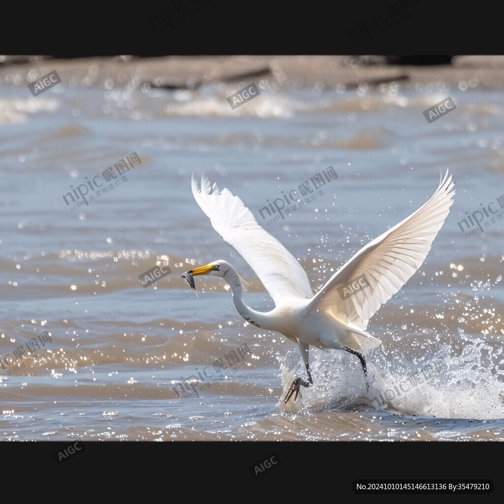 鷺鳥(niǎo)激流下起舞