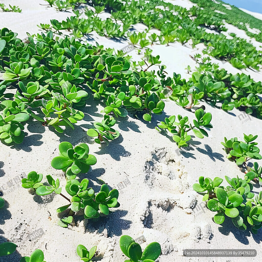 固堤防沙植物