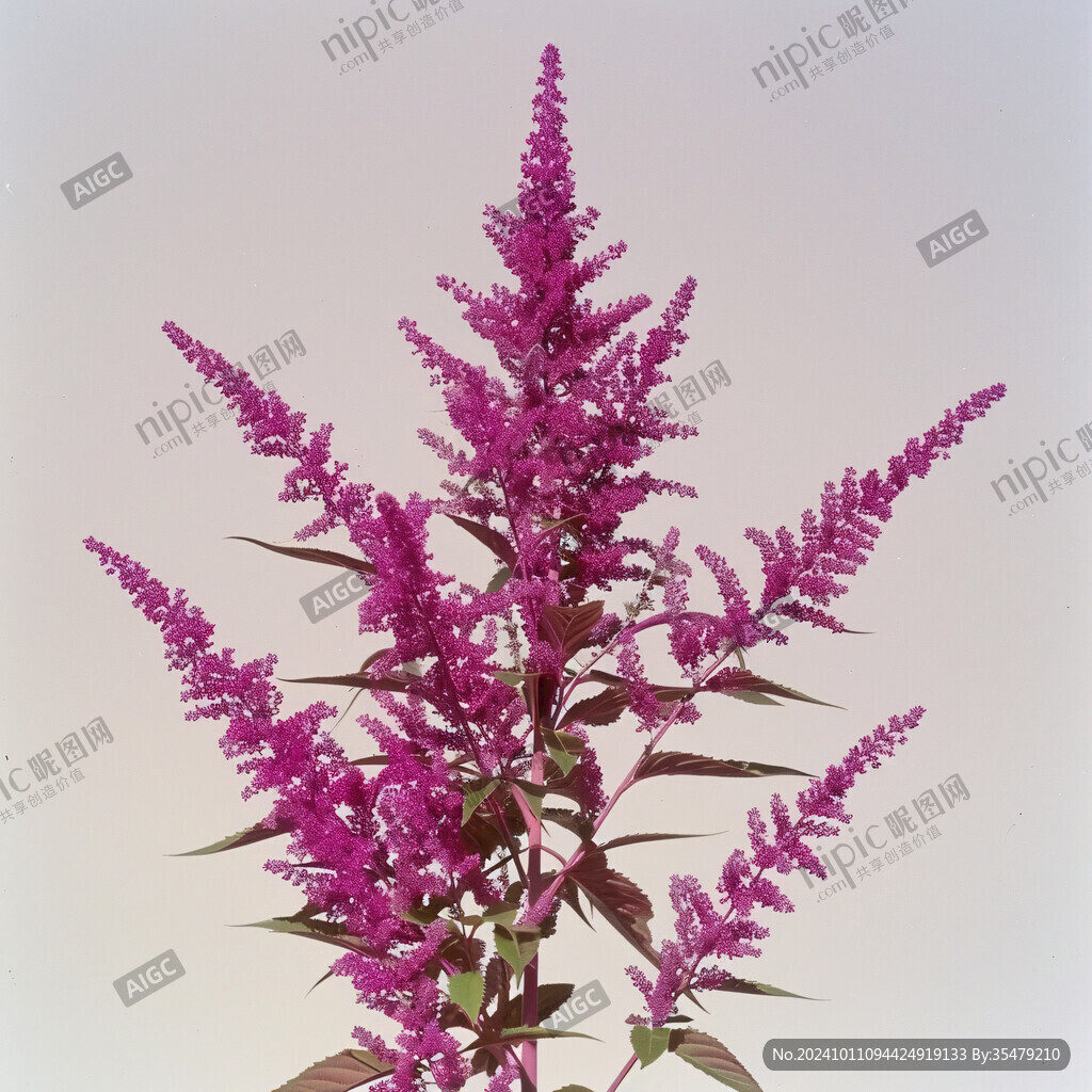 高清千屈菜