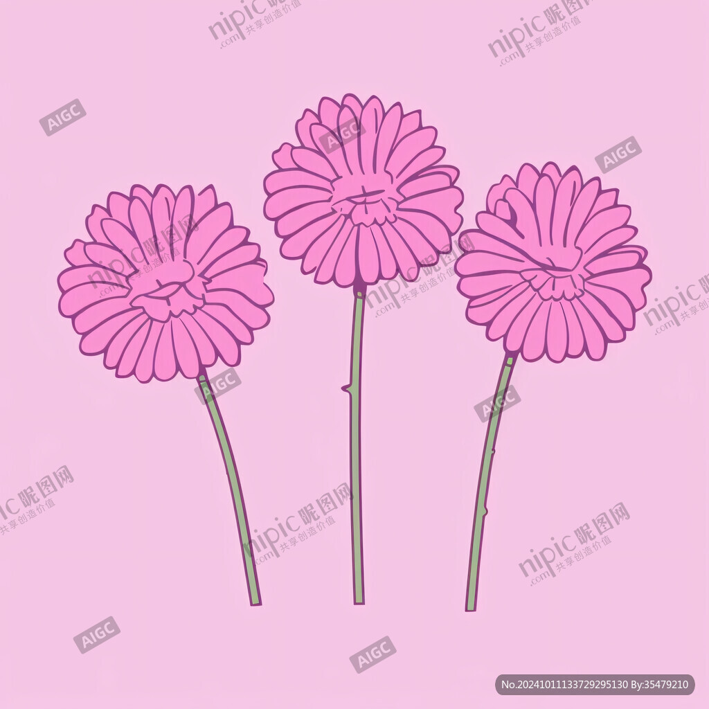 粉色非洲菊素材
