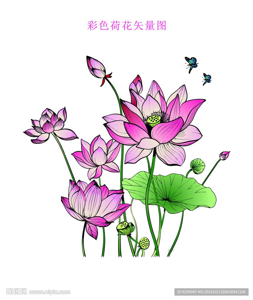 彩色荷花矢量圖