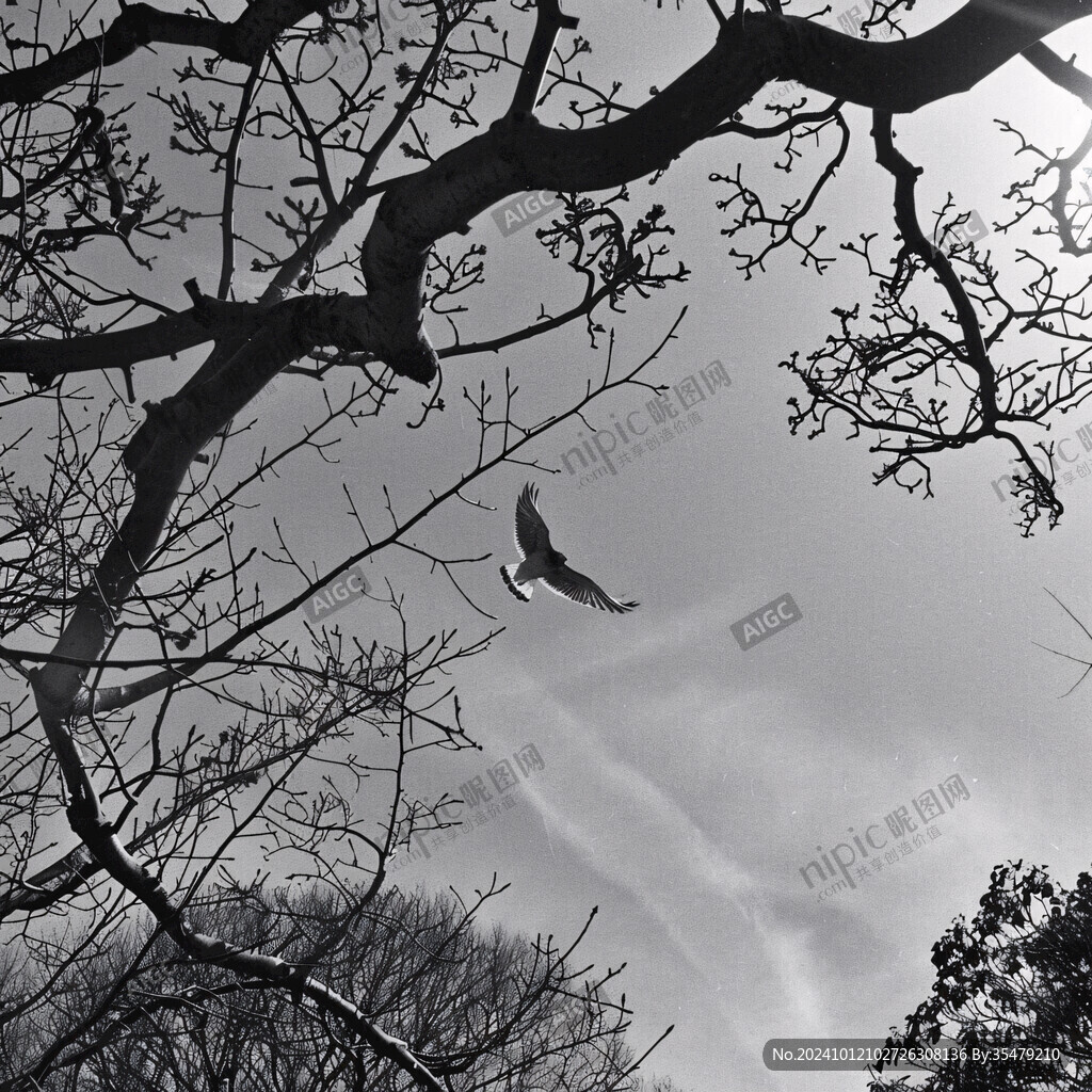 枝頭鳥仰拍天空樹枝
