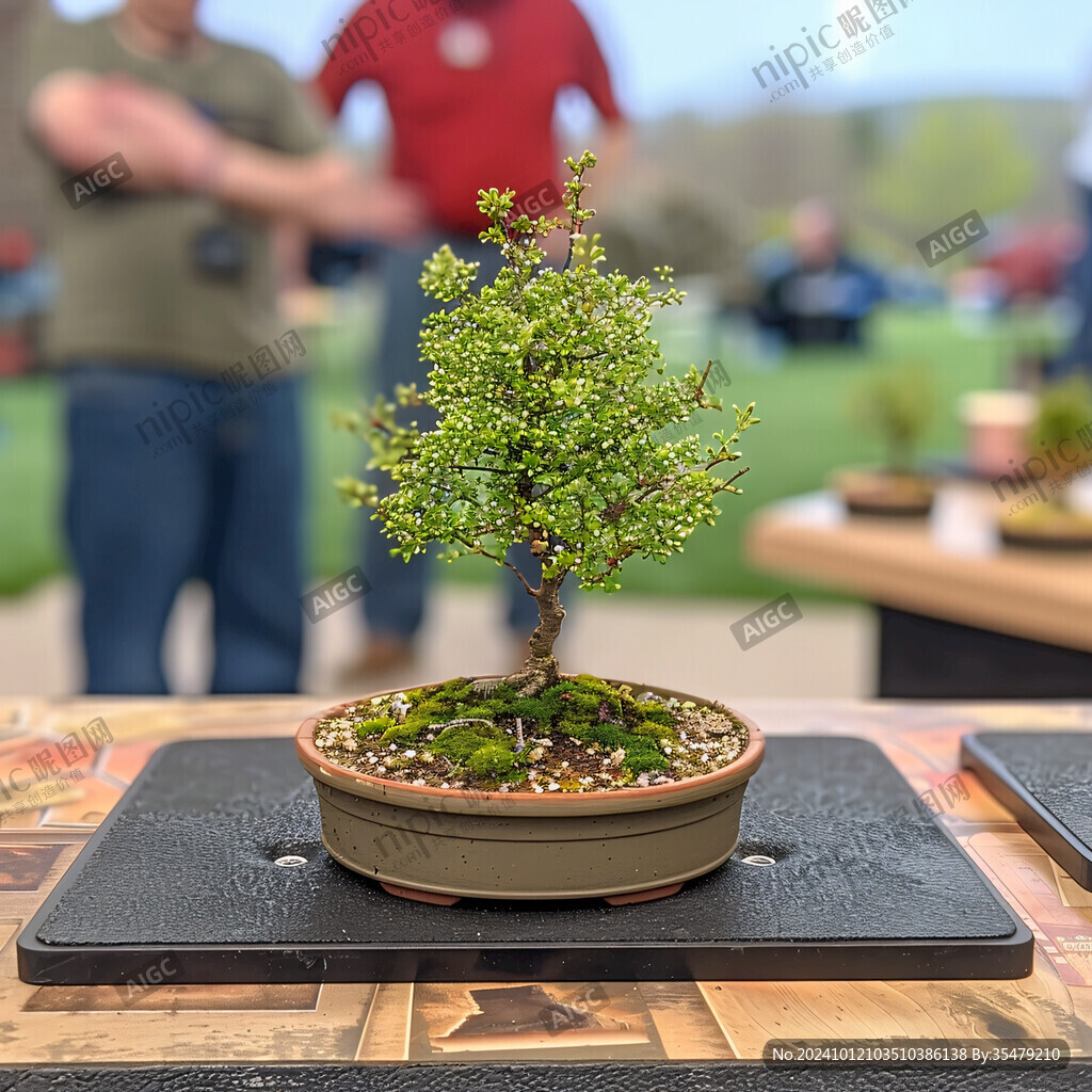 小葉榆盆載