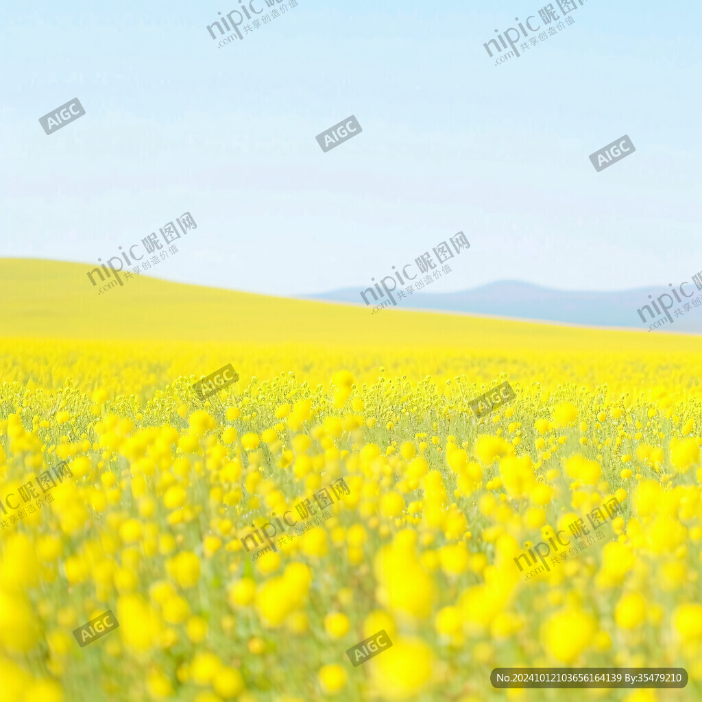 黃色油菜花地