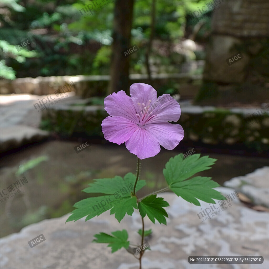 紫花葵錦葵