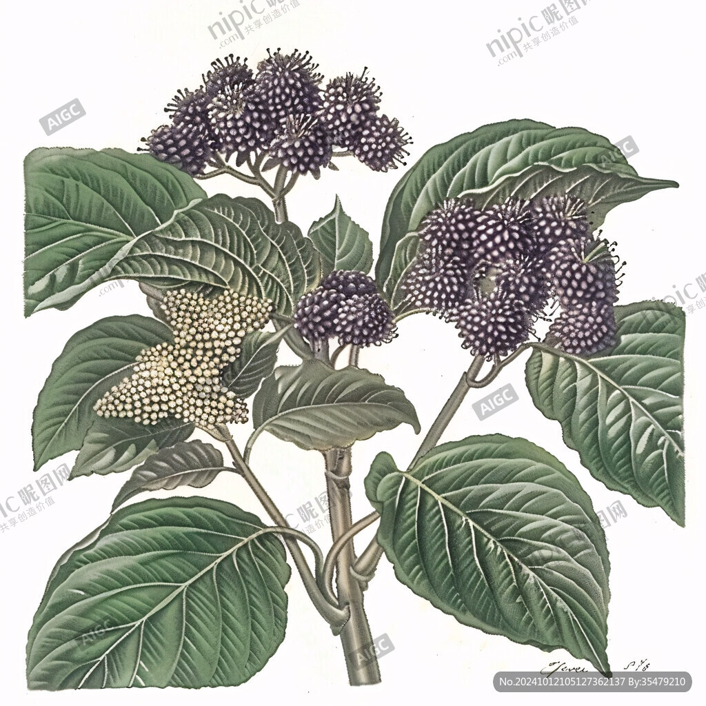 桑葚果插畫