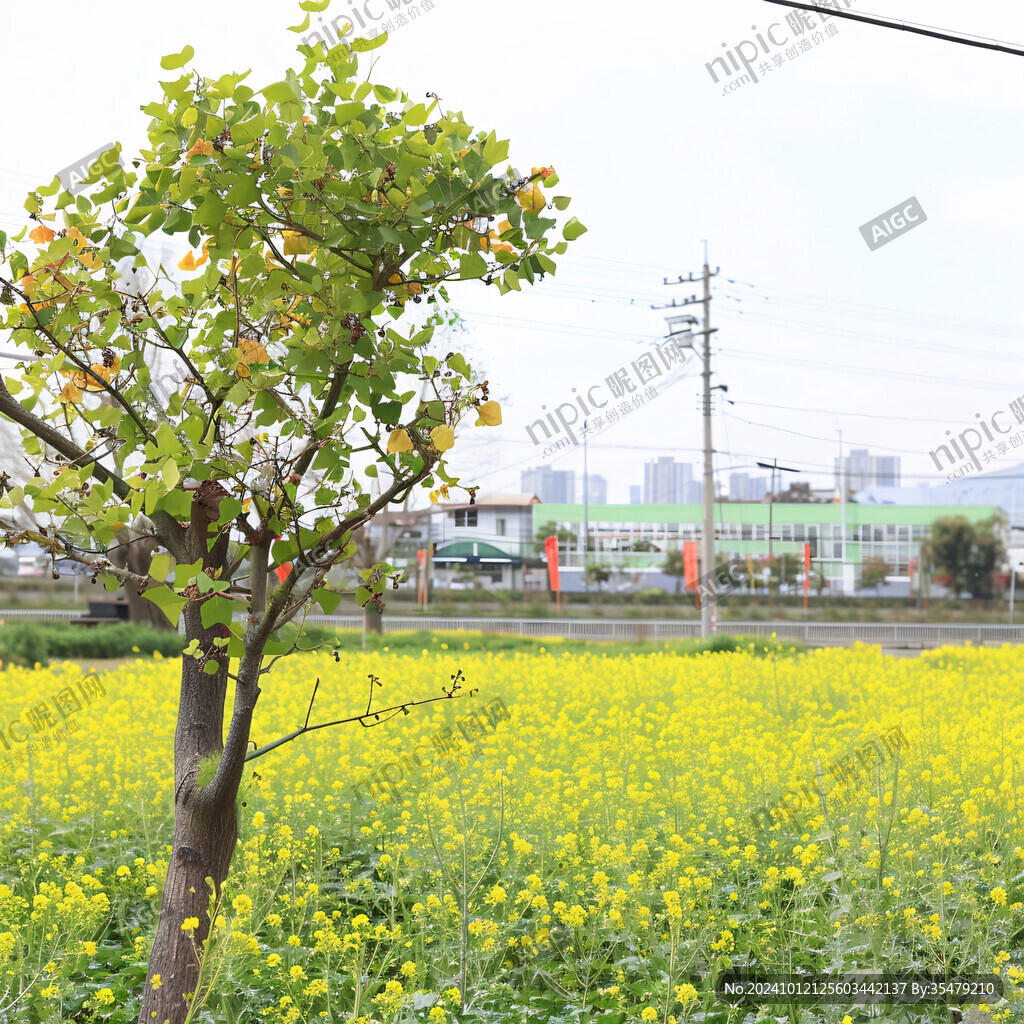 動車與黃花風(fēng)鈴木