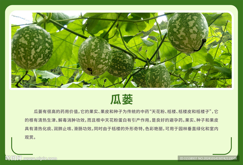瓜蔞海報