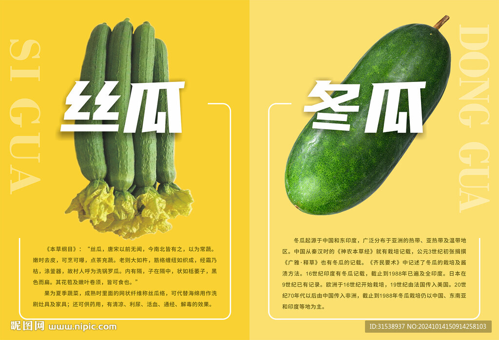 絲瓜 冬瓜海報(bào)