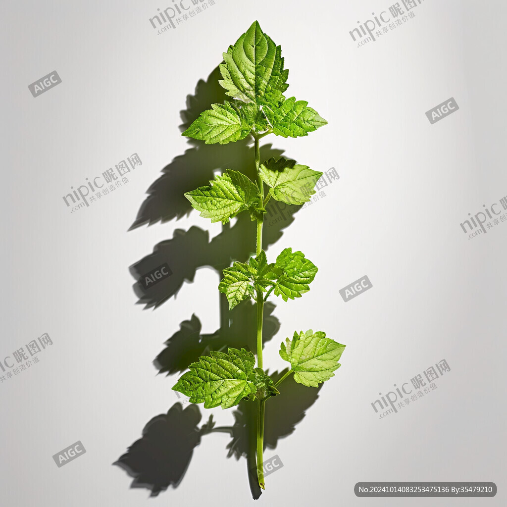 薄荷葉設計素材