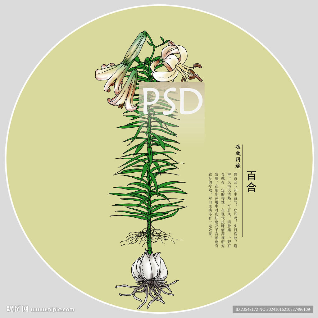 百合包裝手繪裝飾畫