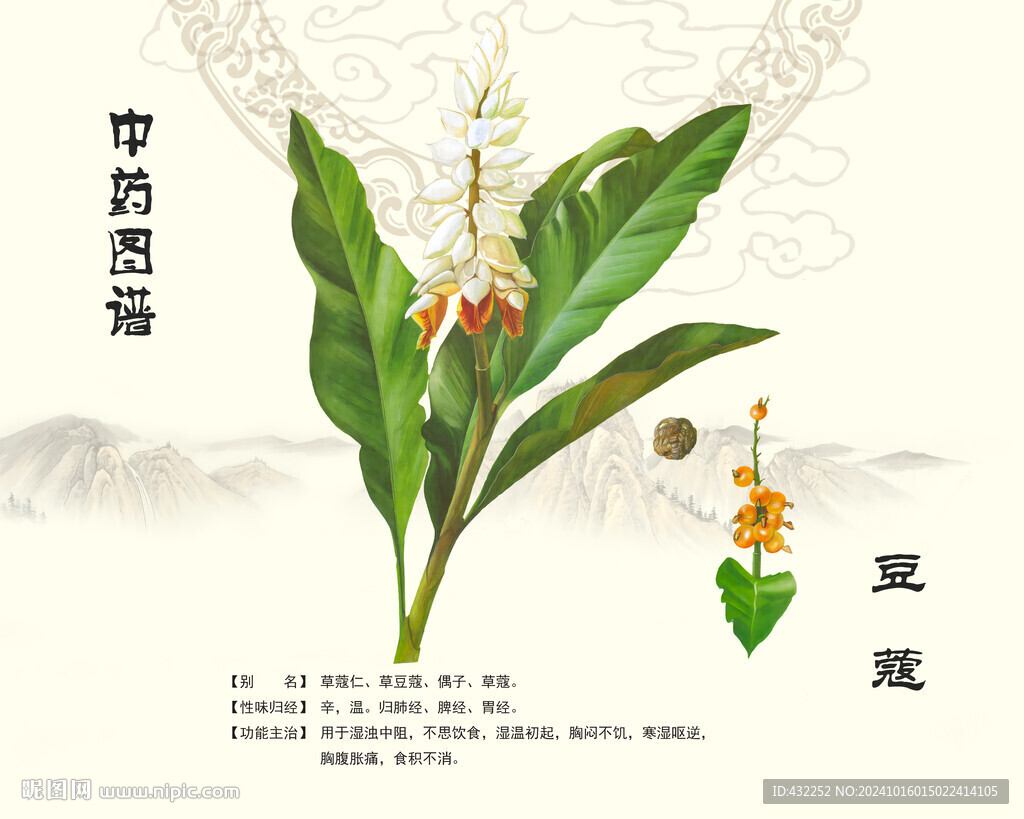 豆蔻草豆蔻
