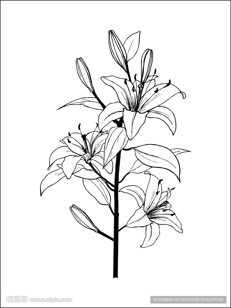 百合花矢量圖