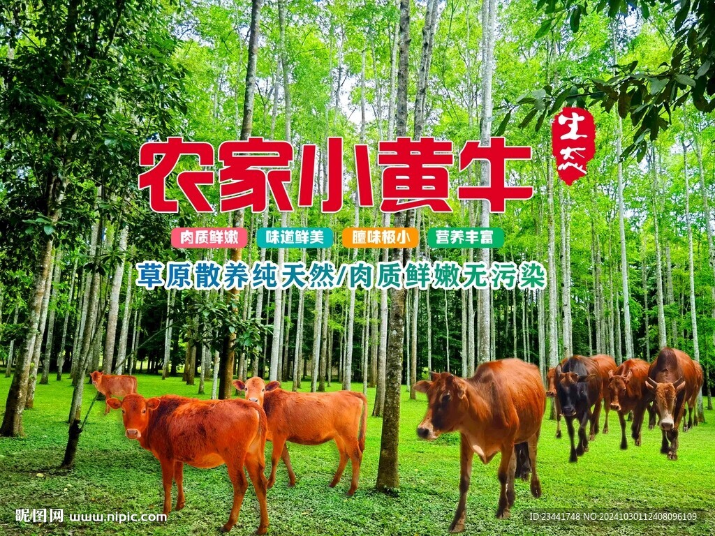農(nóng)家黃牛生態(tài)黃牛