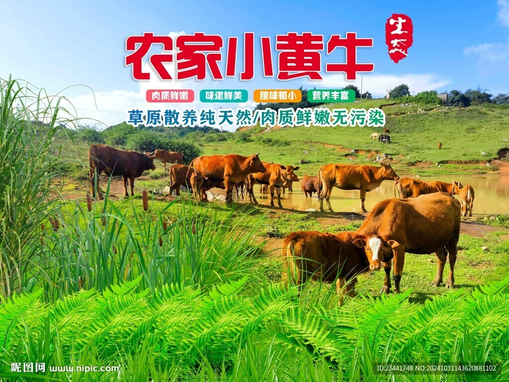 農(nóng)家小黃牛