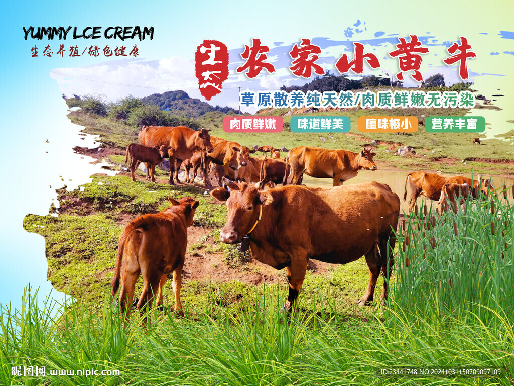 農家黃牛