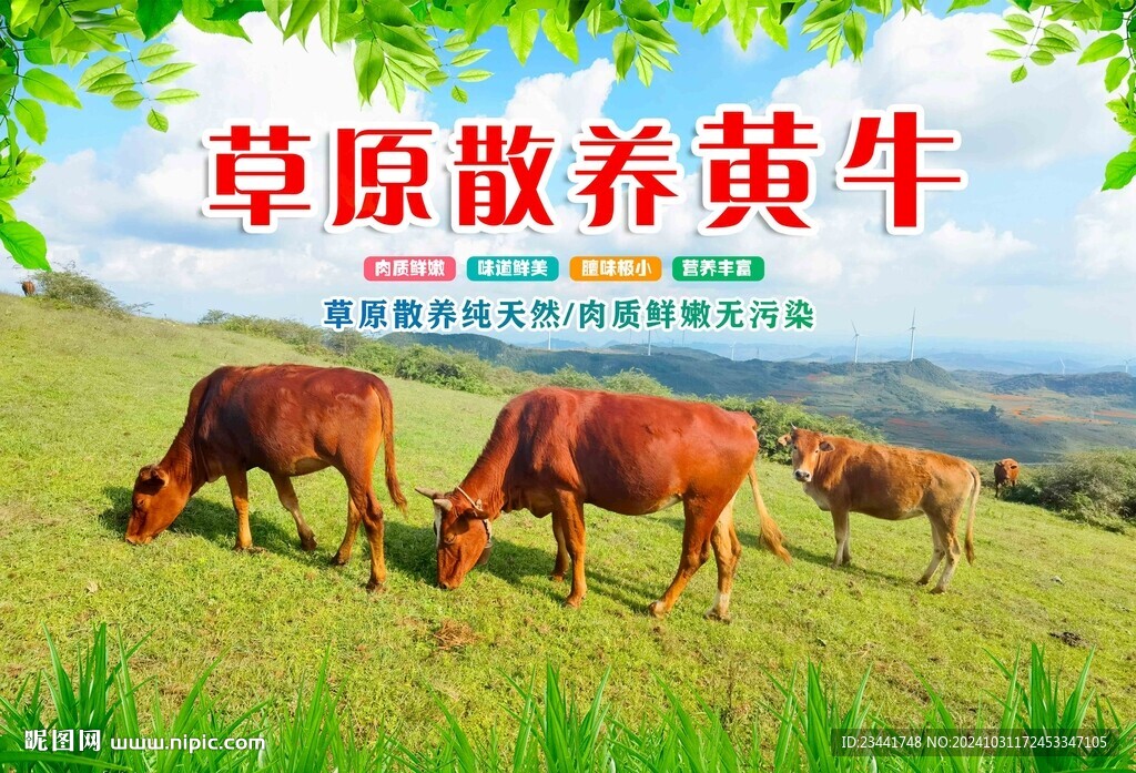 草原散養黃牛
