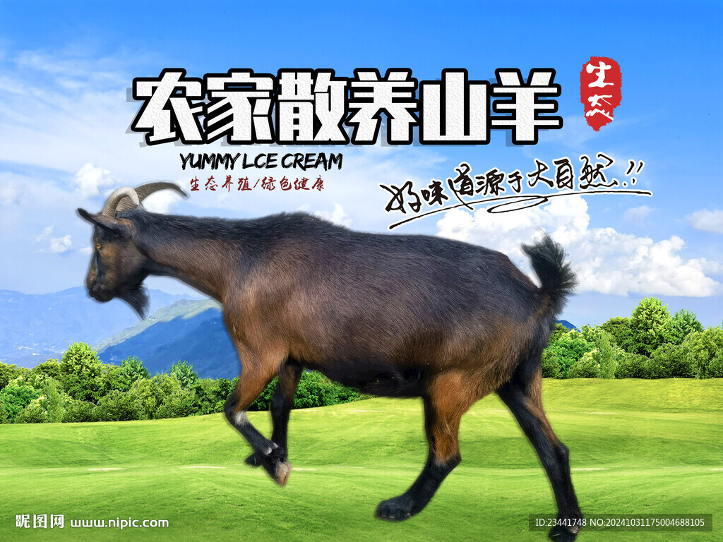 農家黑山羊