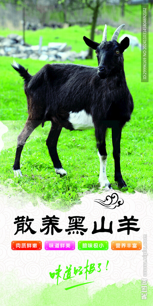 黑山羊