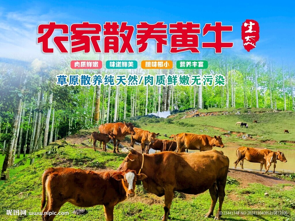 農(nóng)家黃牛