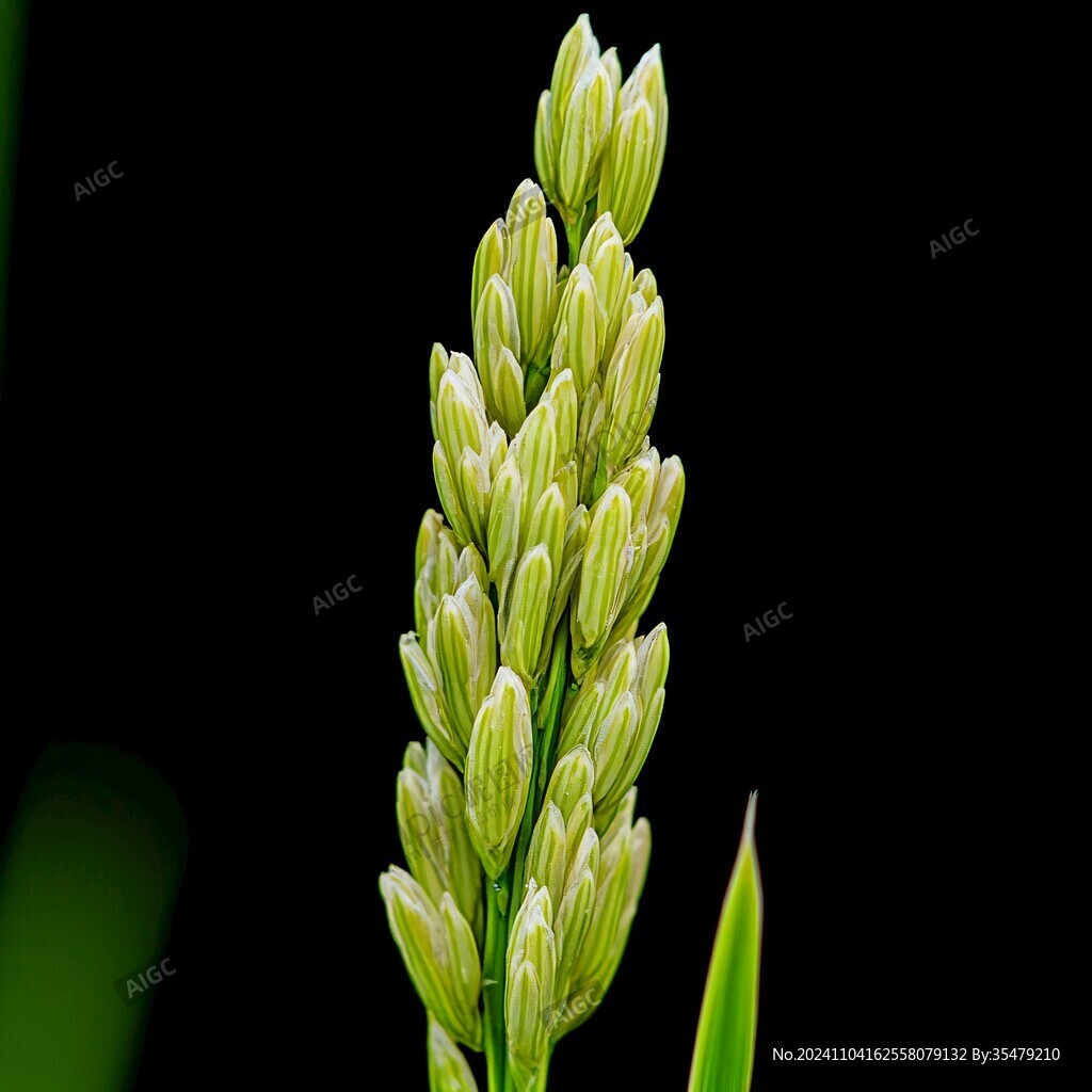 姜科姜花屬