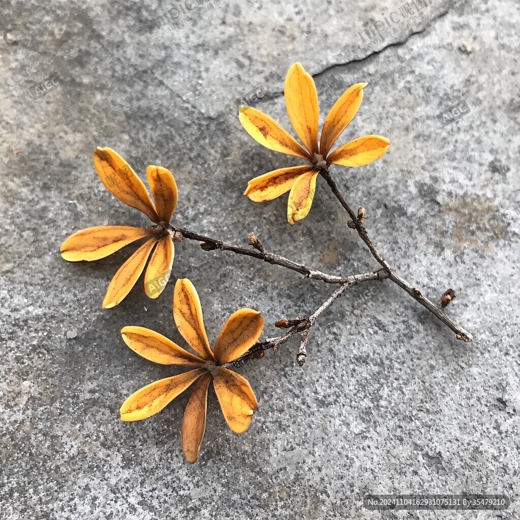 連翹殘葉