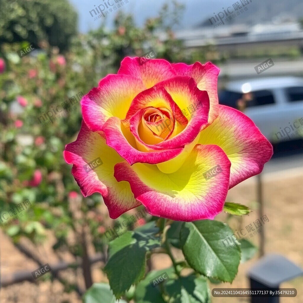 摩納哥公爵月季