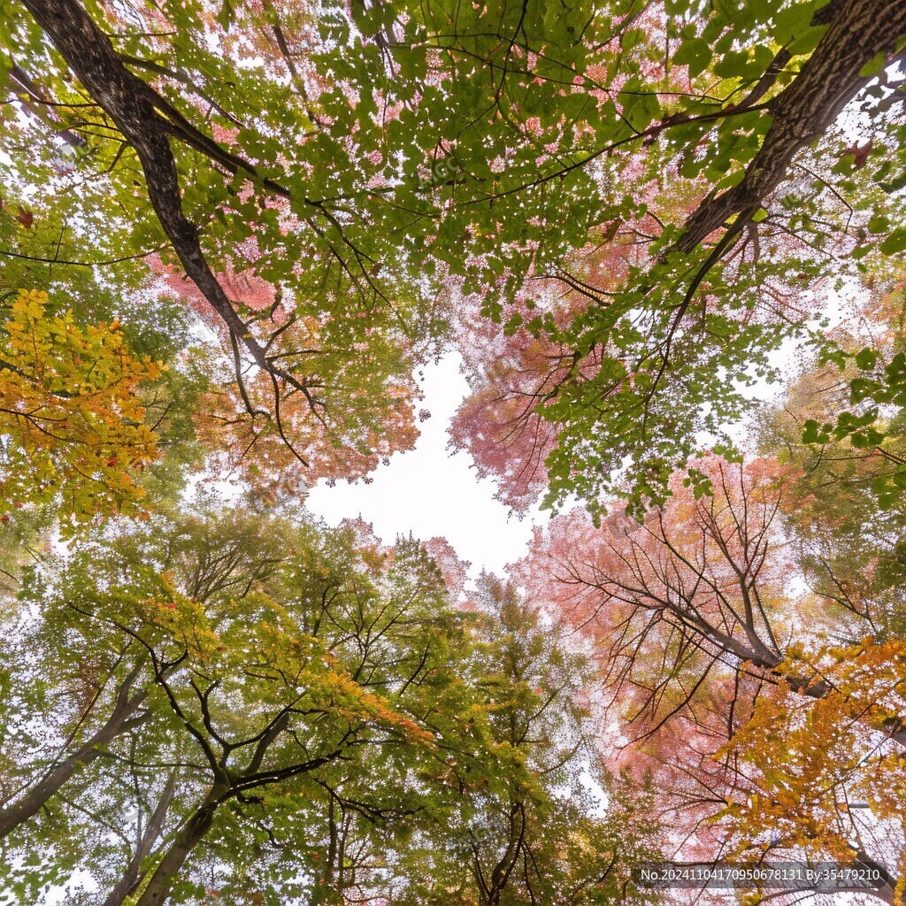 紅葉樹冠