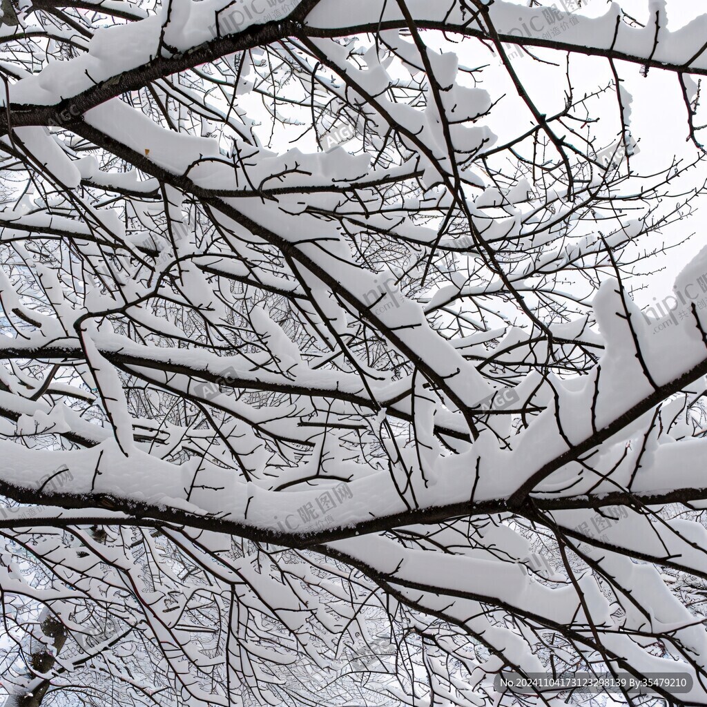 仰拍樹枝積雪