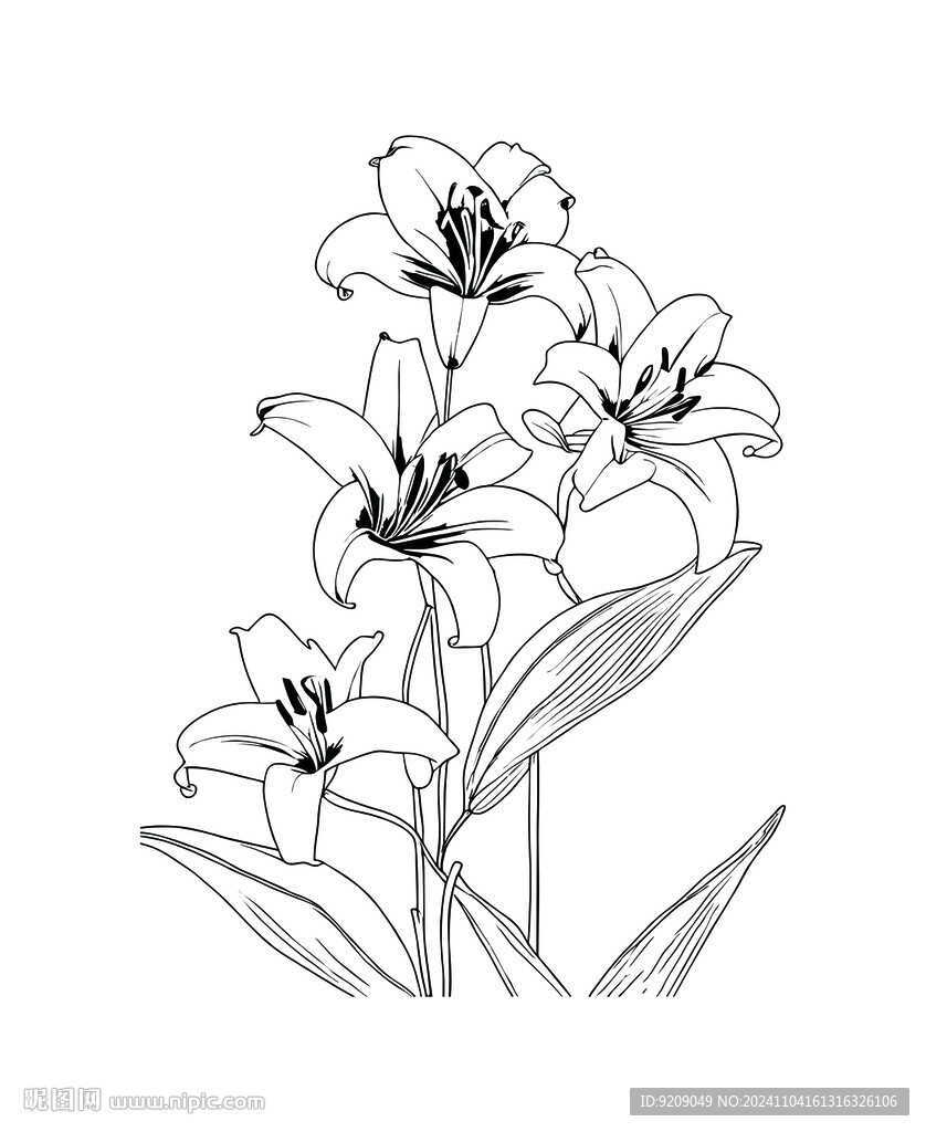 百合花素材  