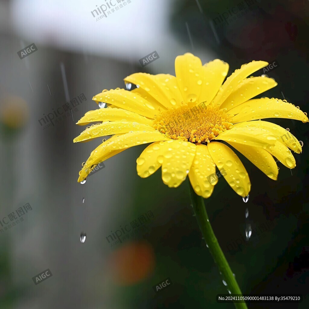 菊花絲絲沾雨珠