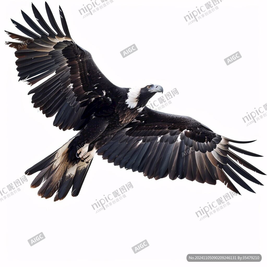 飛鳥雄鷹老鷹鳥類