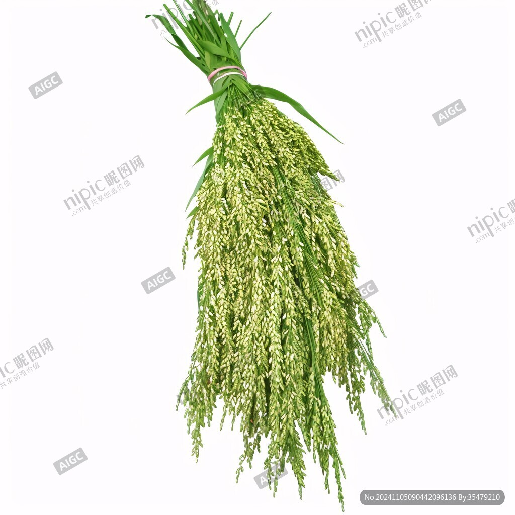 稻穗白底圖片