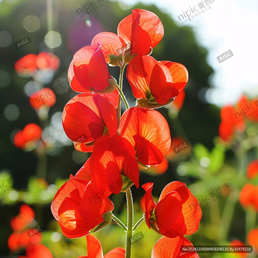 一串紅大自然棉鈴花
