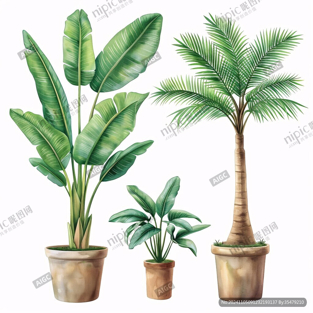 大型植物插畫